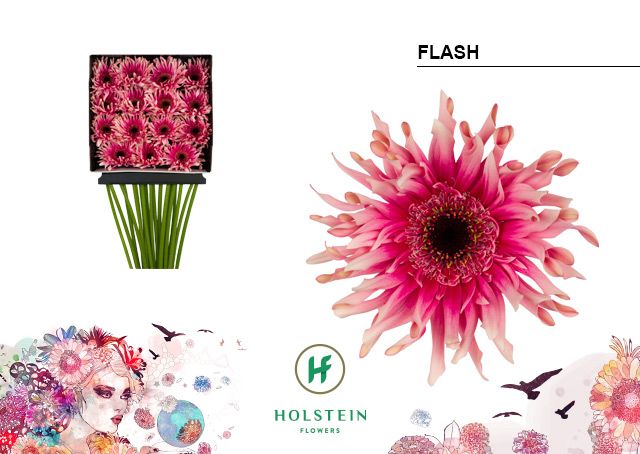 Срезанные цветы оптом Gerbera diamond gerpasta flash от 15шт из Голландии с доставкой по России