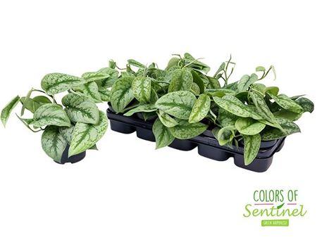 Горшечные цветы и растения оптом Scindapsus Pictus Trebie от 10шт из Голландии с доставкой по России Горшечные цветы и растения оптом Scindapsus Pictus Trebie от 10шт из Голландии с доставкой по России