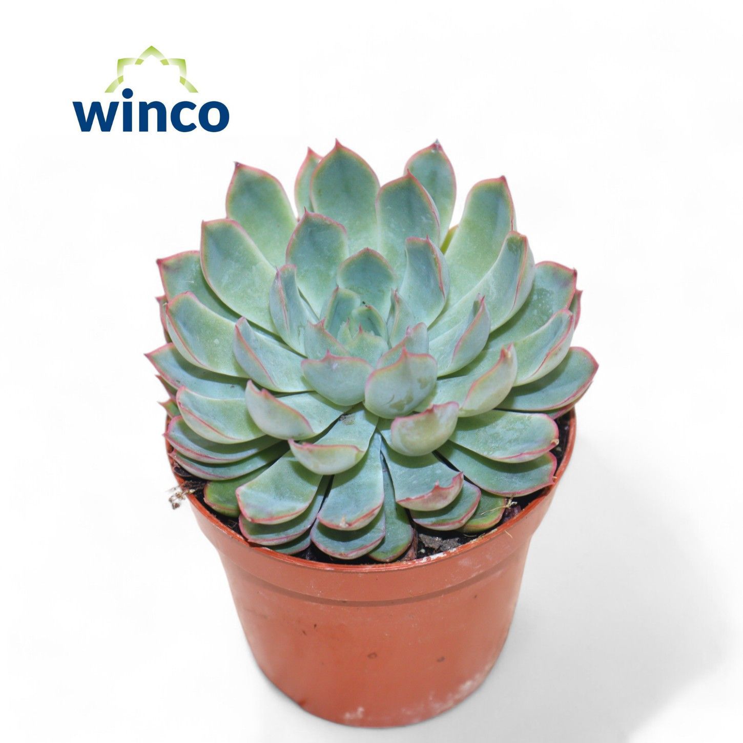 Горшечные цветы и растения оптом Echeveria Pink Edge от 18шт (для телеги) из Голландии с доставкой по России