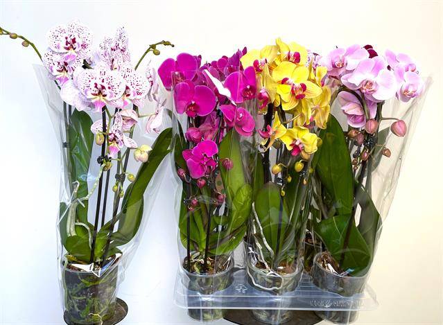 Горшечные цветы и растения оптом Phal 2st Cascade Mix ( T & L Variety) от 6шт из Голландии с доставкой по России