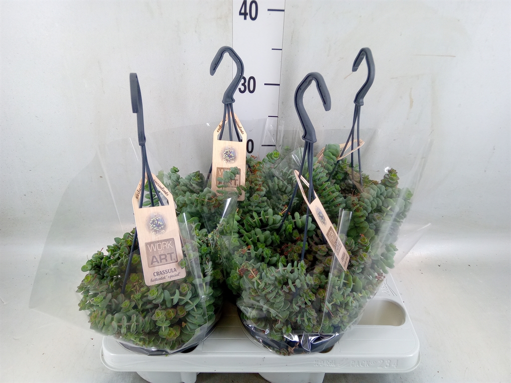 Горшечные цветы и растения оптом Crassula Marnieriana от 4шт из Голландии с доставкой по России