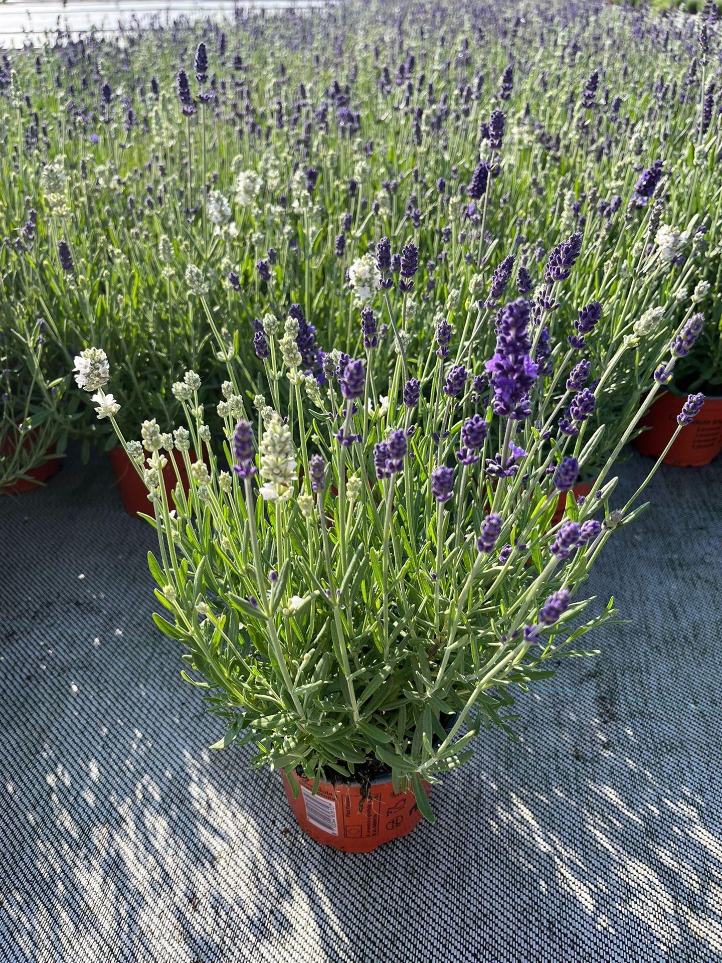 Горшечные цветы и растения оптом Lavandula Angus. от 8шт из Голландии с доставкой по России