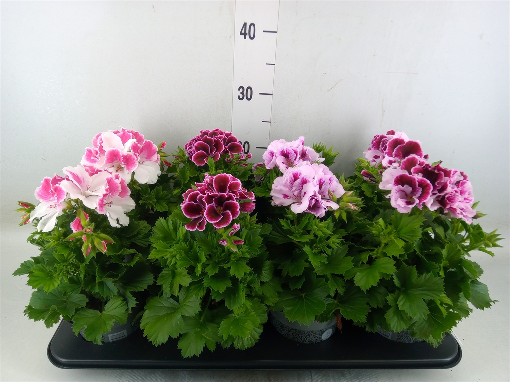 Горшечные цветы и растения оптом Pelargonium Gran.   ..mix от 8шт из Голландии с доставкой по России