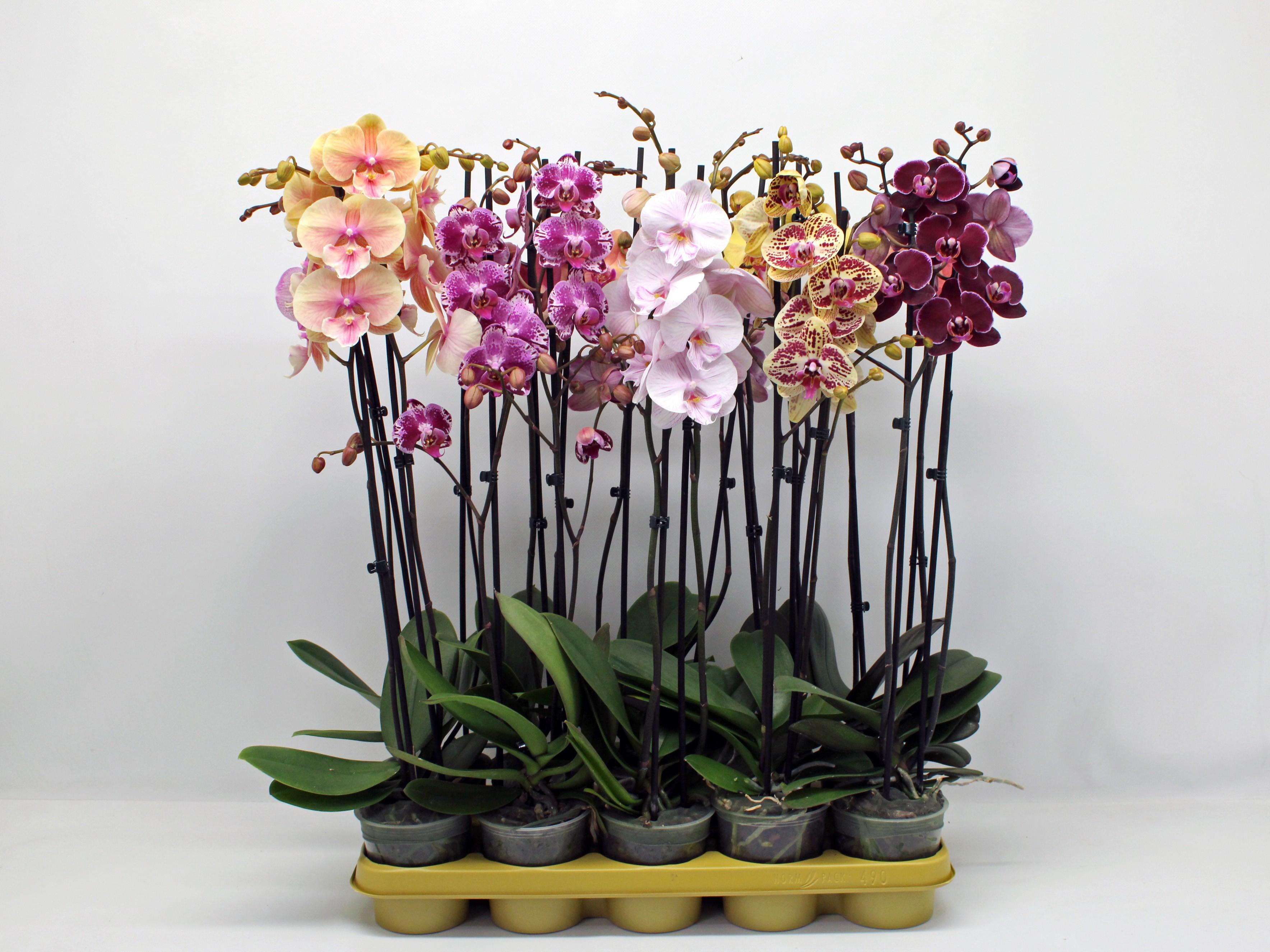 Горшечные цветы и растения оптом Phal 2st Mix 16+ (phalaenova) от 10шт из Голландии с доставкой по России