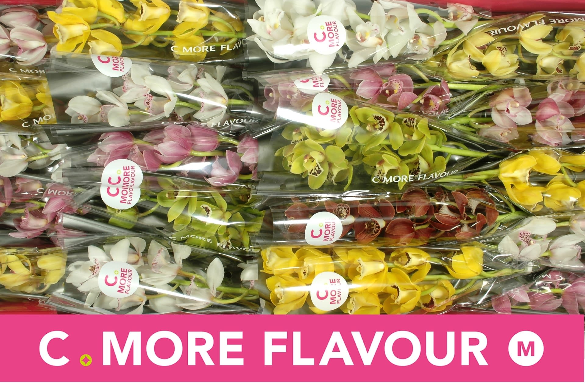 Срезанные цветы оптом Minicymbidium mix от 20шт.. из Голландии с доставкой по России