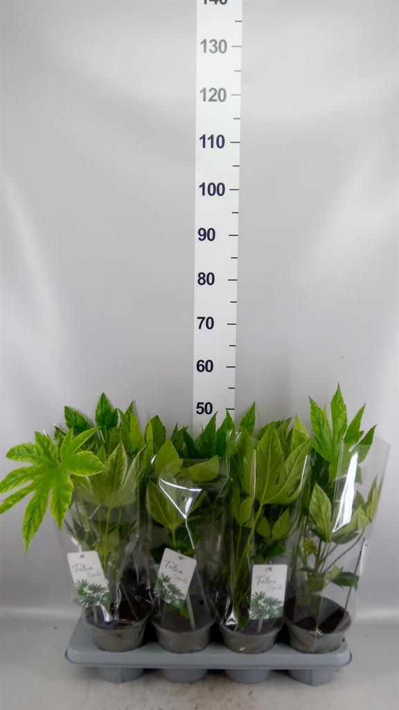 Горшечные цветы и растения оптом Fatsia Japonica variegata от 8шт из Голландии с доставкой по России
