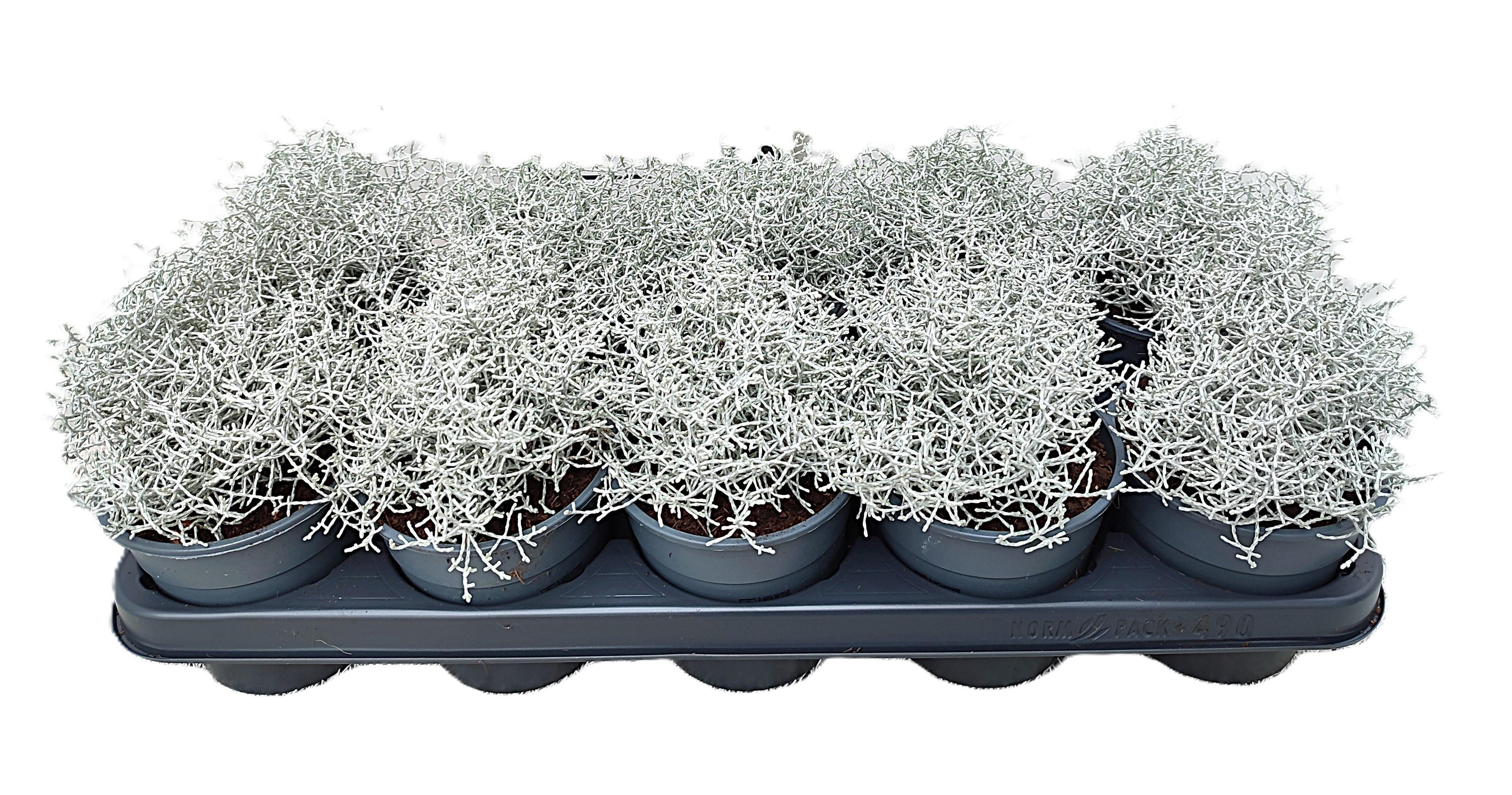 Горшечные цветы и растения оптом Leucophyta Brownii от 10шт из Голландии с доставкой по России