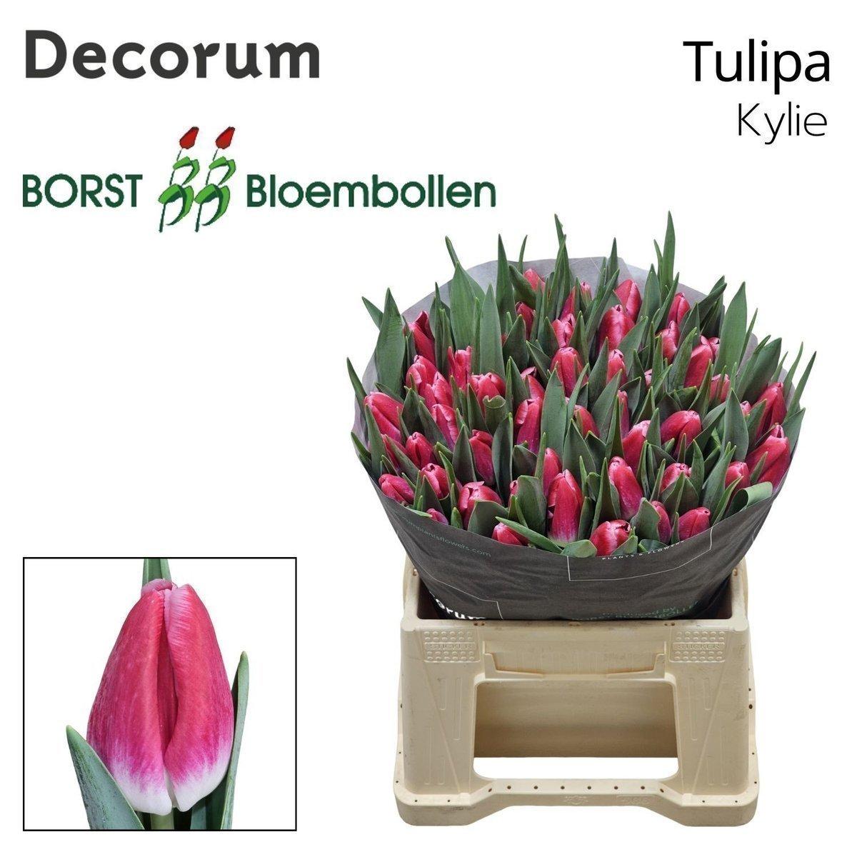 Срезанные цветы оптом Tulipa si kylie от 50шт из Голландии с доставкой по России