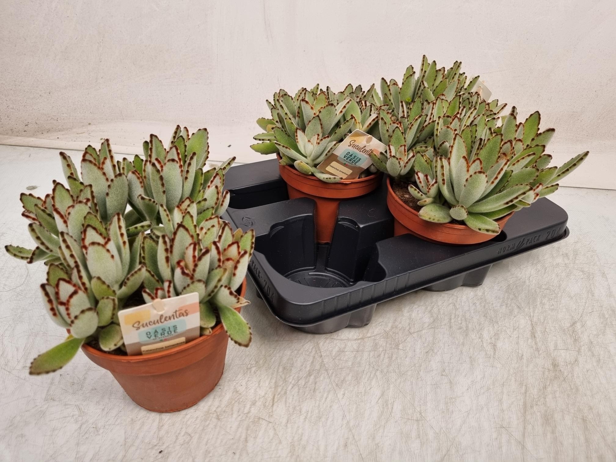 Горшечные цветы и растения оптом Kalanchoe Tomentosa от 4шт из Голландии с доставкой по России