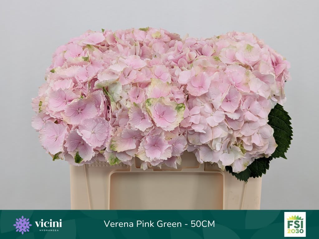 Срезанные цветы оптом Hydrangea verena от 10шт... из Голландии с доставкой по России