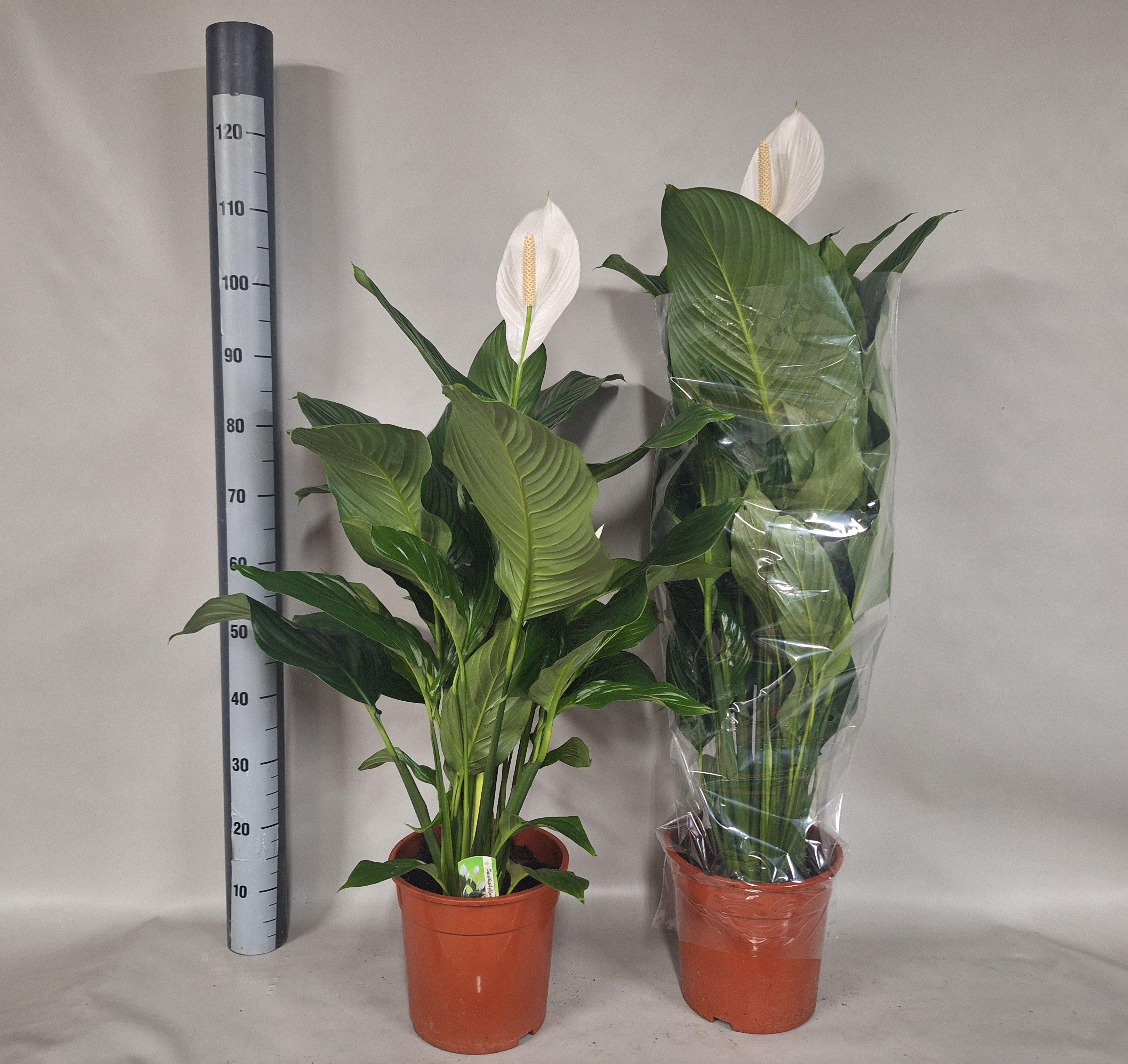 Горшечные цветы и растения оптом Spath Sweet Silvana от 1шт из Голландии с доставкой по России