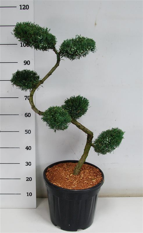 Горшечные цветы и растения оптом Juniperus Virg Grey Owl от 1шт из Голландии с доставкой по России