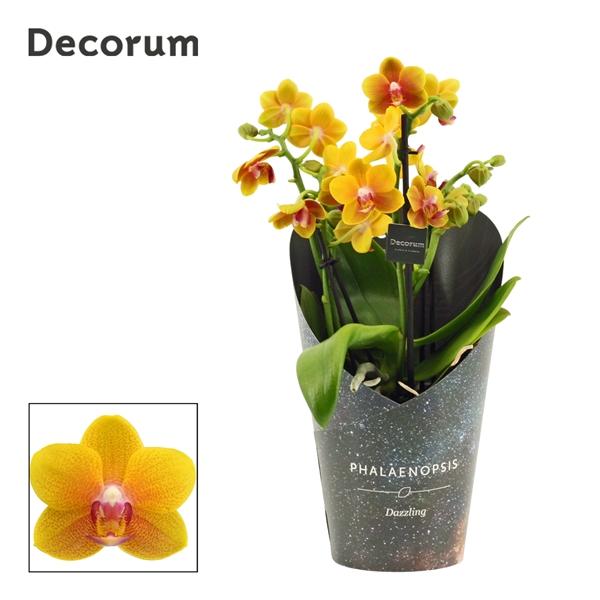 Горшечные цветы и растения оптом Phal 3-4st Dazzling Drops Of The Sun от 6шт из Голландии с доставкой по России