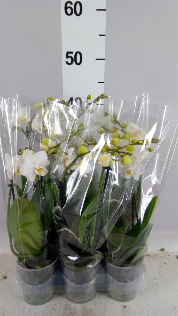 Горшечные цветы и растения оптом Phalaenopsis Multi. fc Snowflake от 6шт (для телеги) из Голландии с доставкой по России