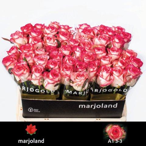 Срезанные цветы оптом Rosa large jumilia от 50шт из Голландии с доставкой по России