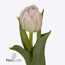 Срезанные цветы оптом Tulipa do fair price от 50шт из Голландии с доставкой по России