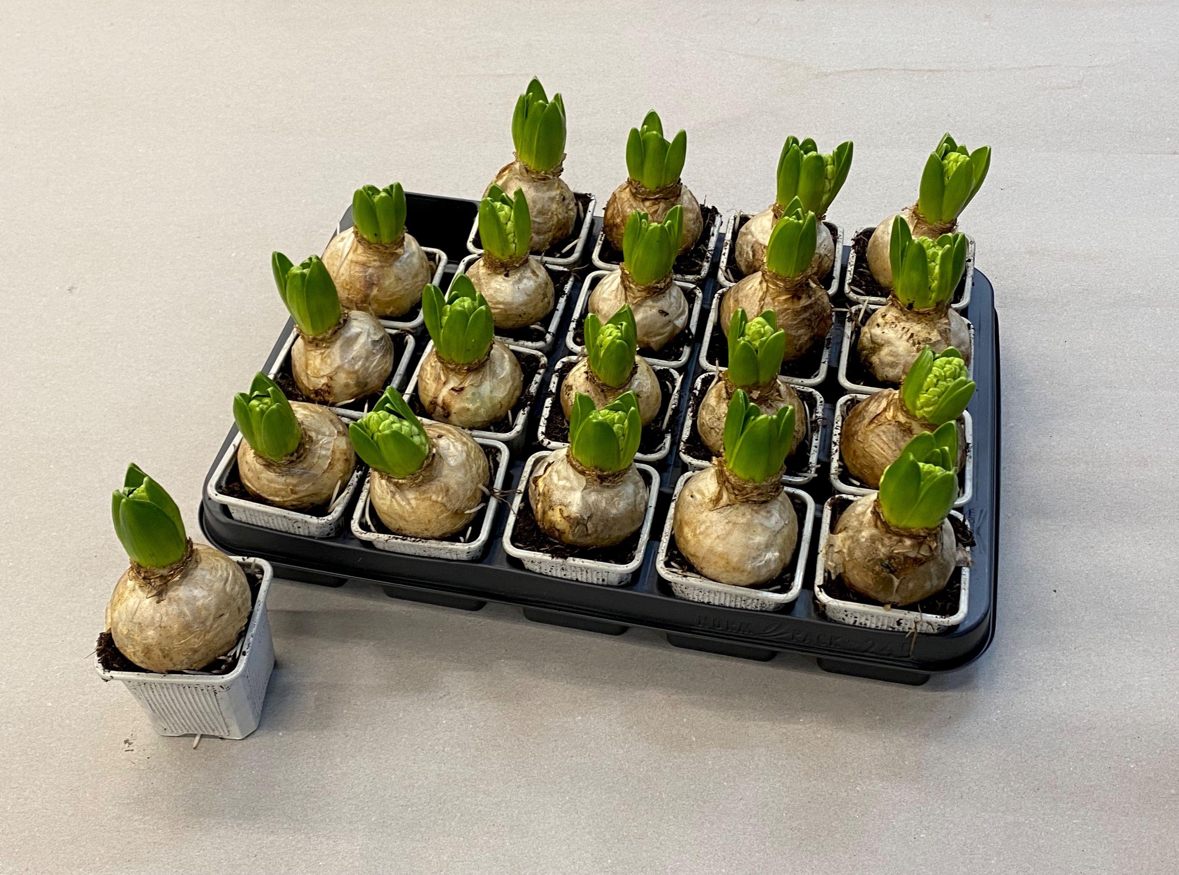 Горшечные цветы и растения оптом Hyacin Aiolos от 20шт (для телеги) из Голландии с доставкой по России