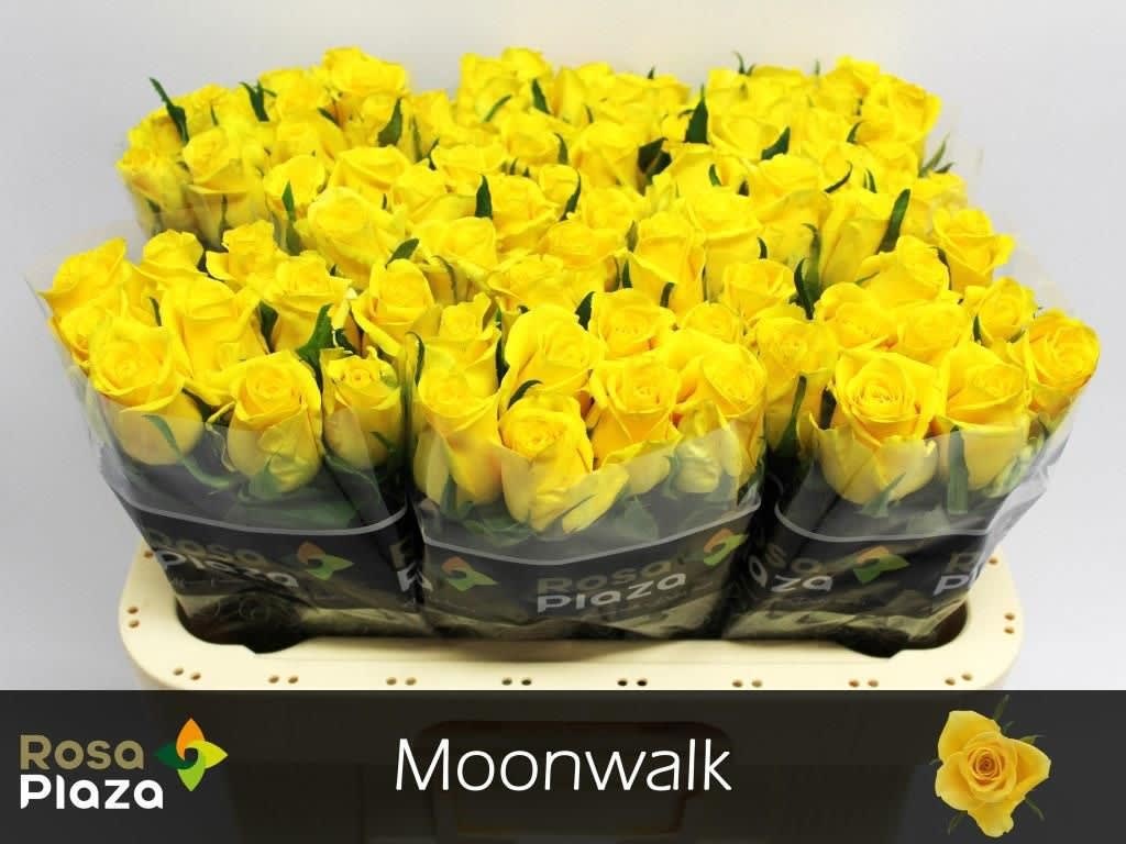 Срезанные цветы оптом Rosa large moonwalk от 80шт... из Голландии с доставкой по России