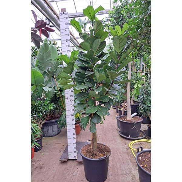 Горшечные цветы и растения оптом Ficus Lyrata Fat Stem от 1шт из Голландии с доставкой по России