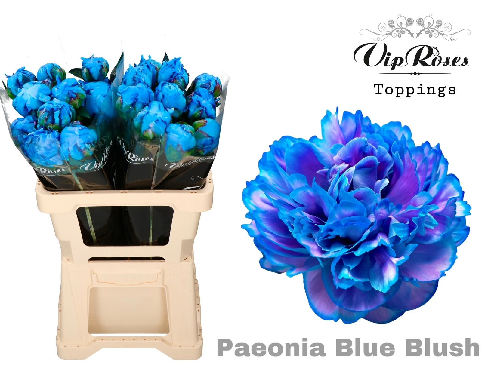 Срезанные цветы оптом Paeonia paint blue blush от 20шт из Голландии с доставкой по России