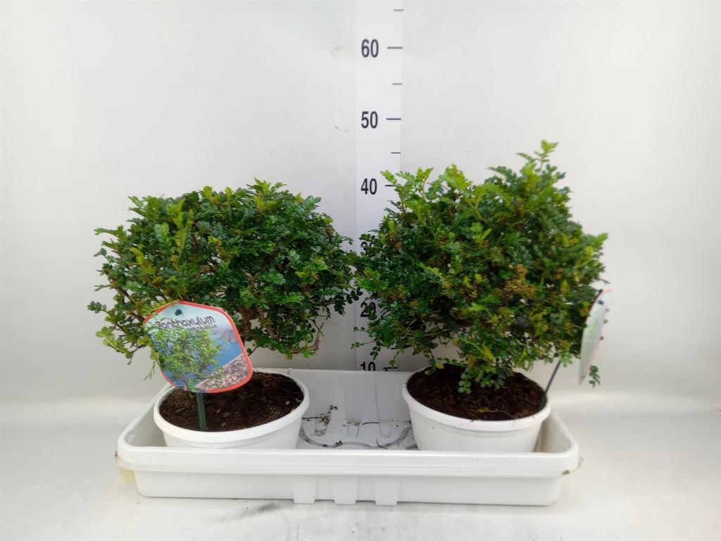 Горшечные цветы и растения оптом Bonsai   ..zanthoxylum Piperitum от 2шт из Голландии с доставкой по России