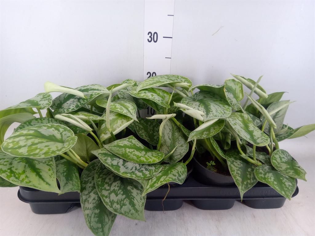 Горшечные цветы и растения оптом Scindapsus Pictus Trebie от 10шт из Голландии с доставкой по России