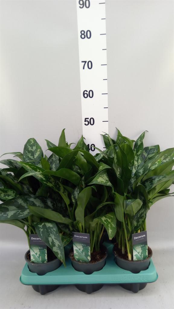 Горшечные цветы и растения оптом Aglaonema Kb maria от 6шт из Голландии с доставкой по России