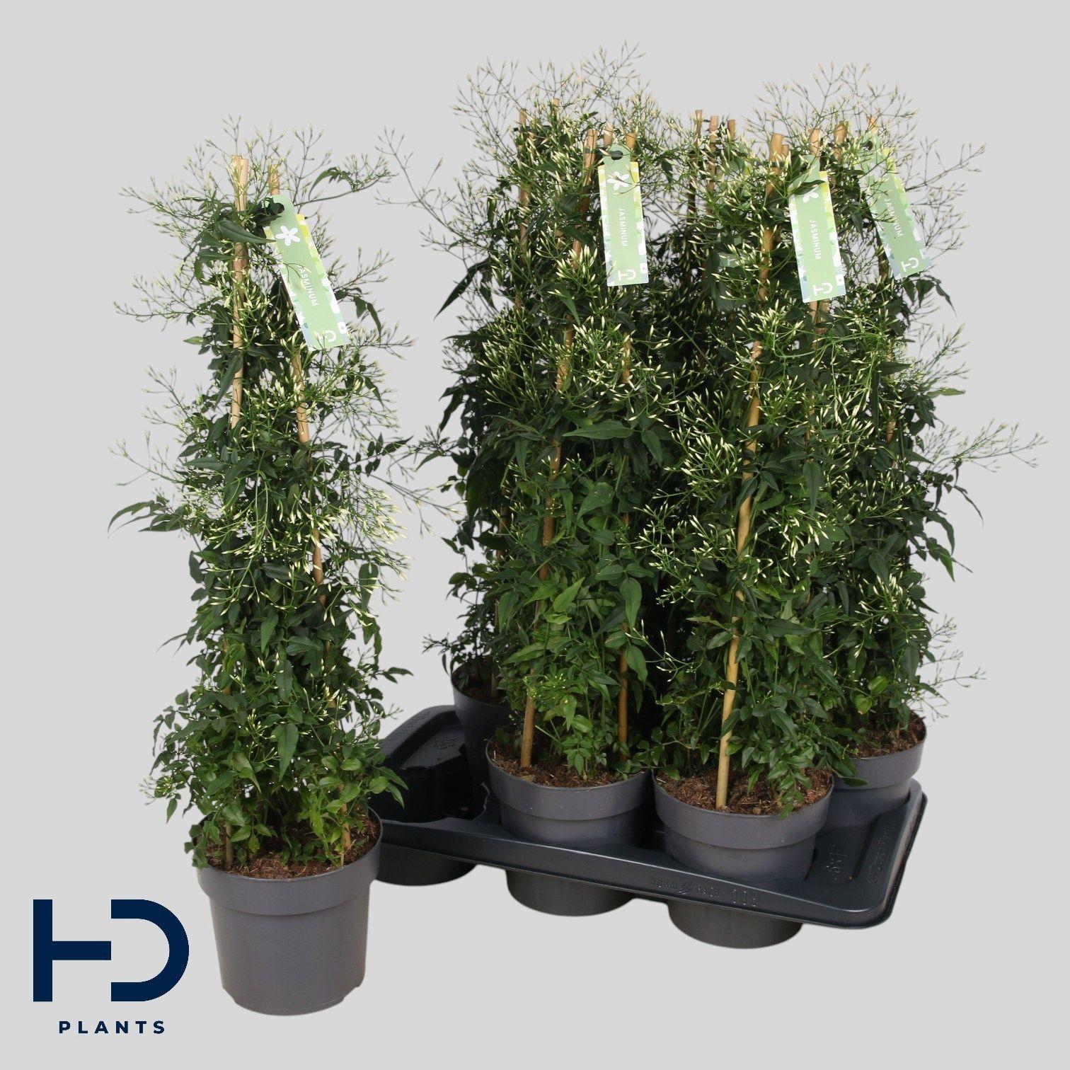 Горшечные цветы и растения оптом Jasm Polyanthum Wit от 6шт из Голландии с доставкой по России