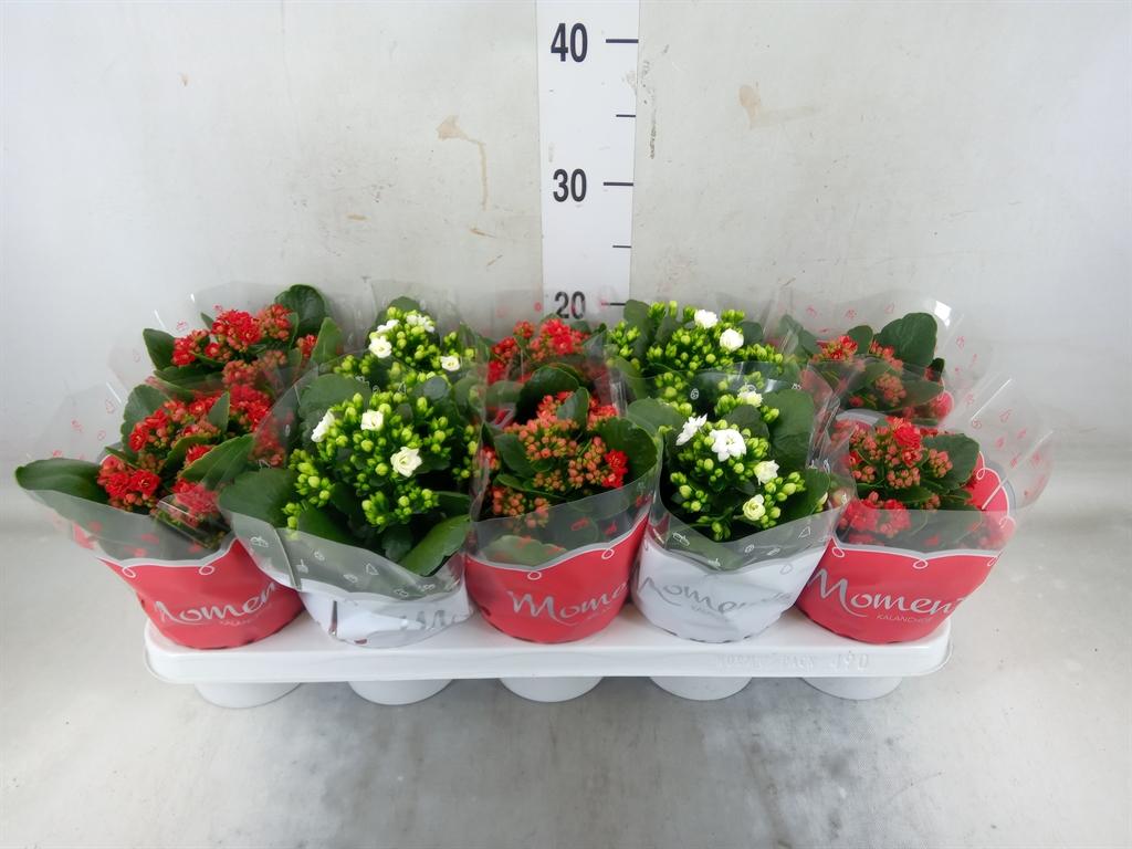 Горшечные цветы и растения оптом Kalanchoe Blos.   ..rosebud Mix  2 от 8шт из Голландии с доставкой по России