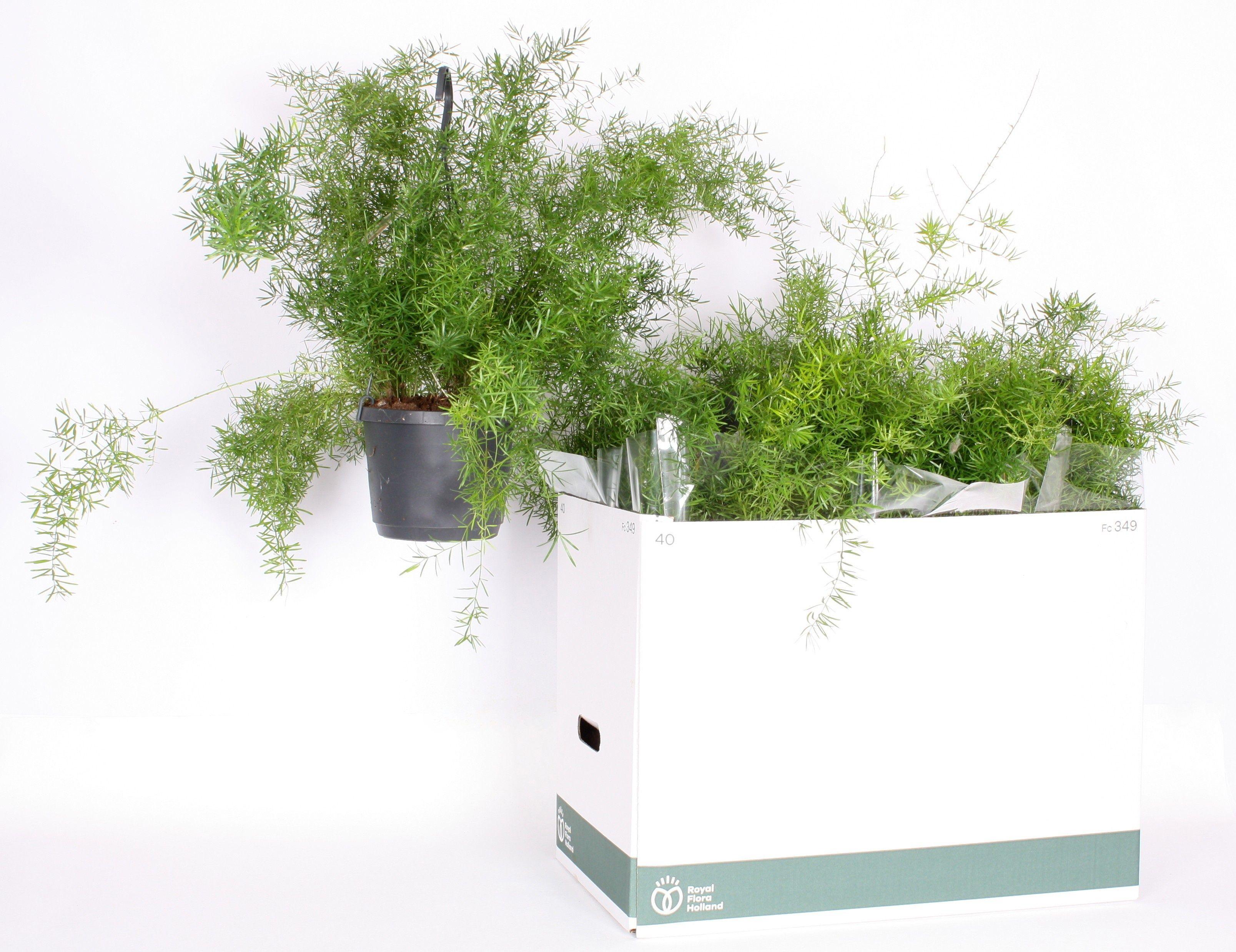 Горшечные цветы и растения оптом Aspar D Sprengeri от 6шт из Голландии с доставкой по России