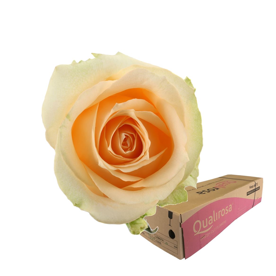 Срезанные цветы оптом Rosa large other (klok 08) от 360шт из Голландии с доставкой по России