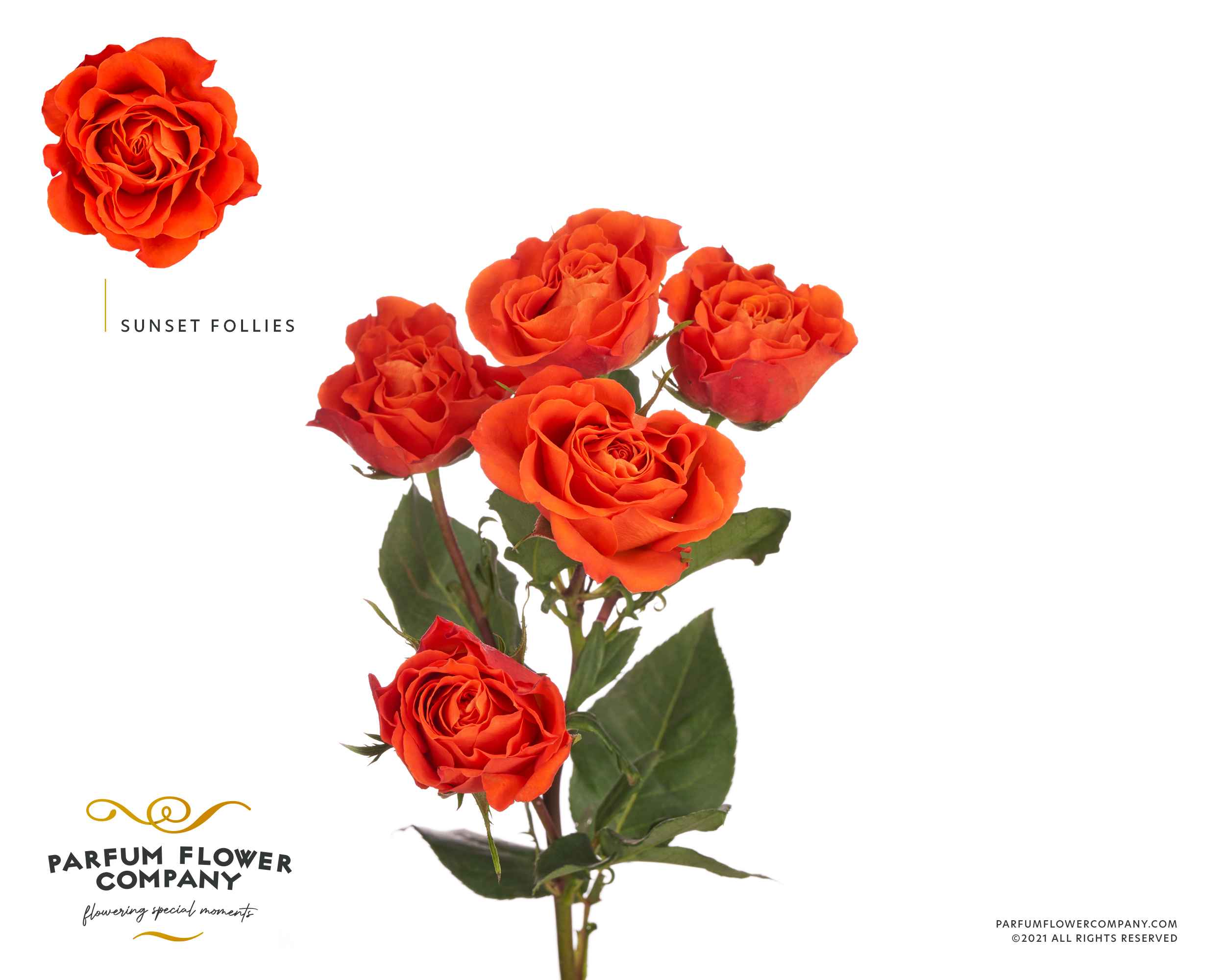 Срезанные цветы оптом Rosa sp sunset follies от 24шт из Голландии с доставкой по России