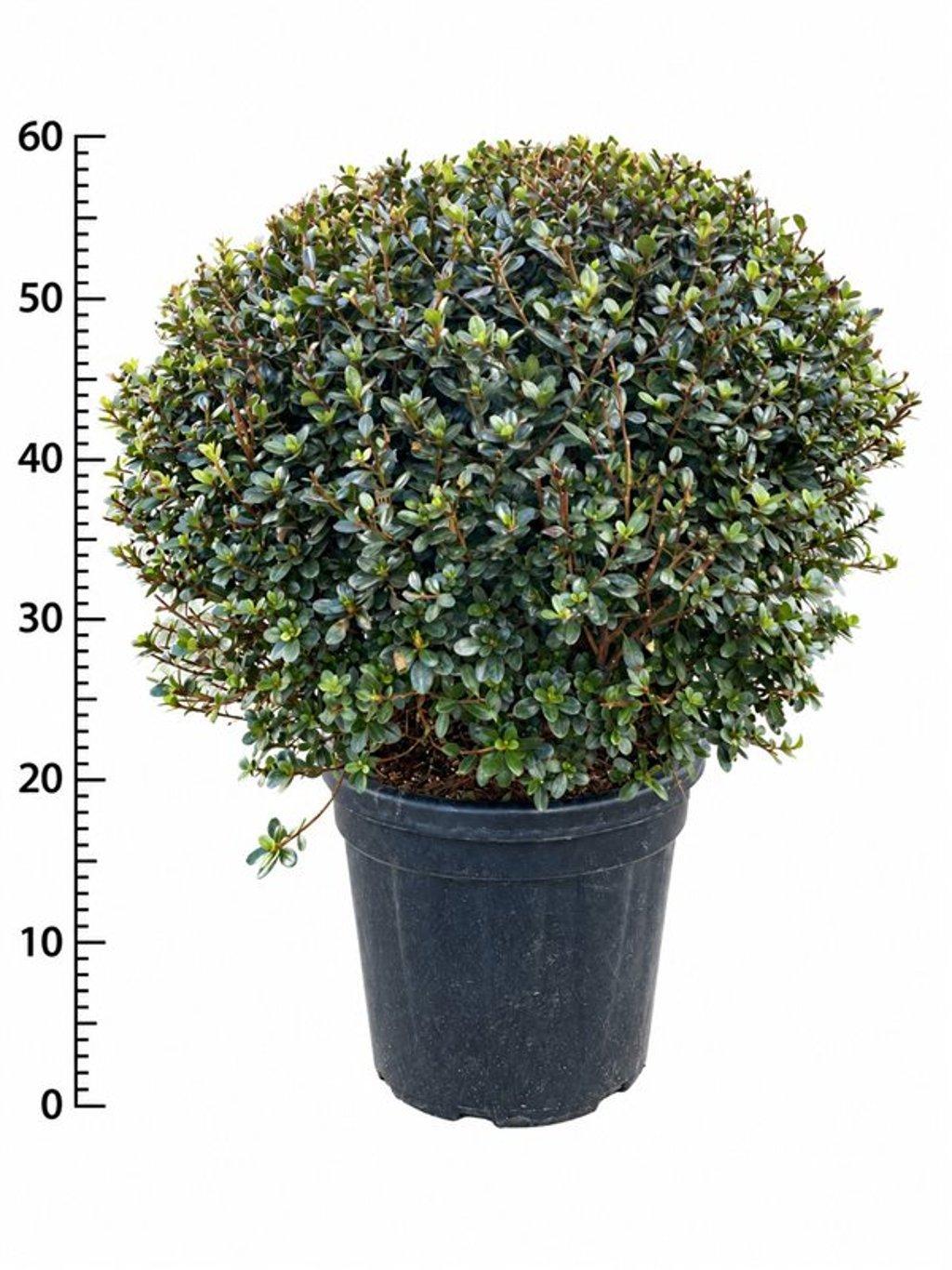 Горшечные цветы и растения оптом Rhododendron (aj) amoenum от 1шт из Голландии с доставкой по России