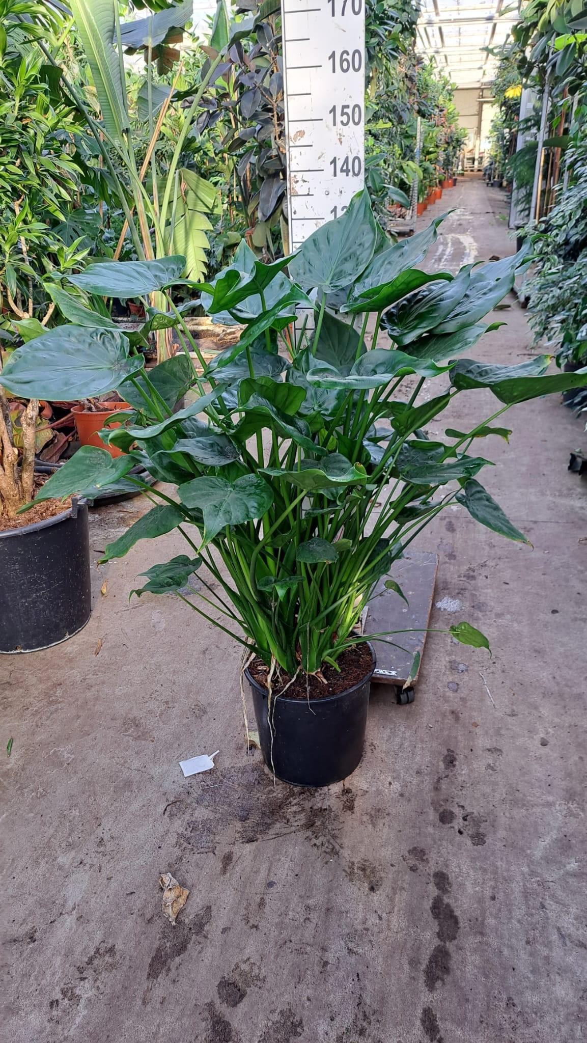 Горшечные цветы и растения оптом Alocasia Cucullata On Stem от 1шт (для телеги) из Голландии с доставкой по России