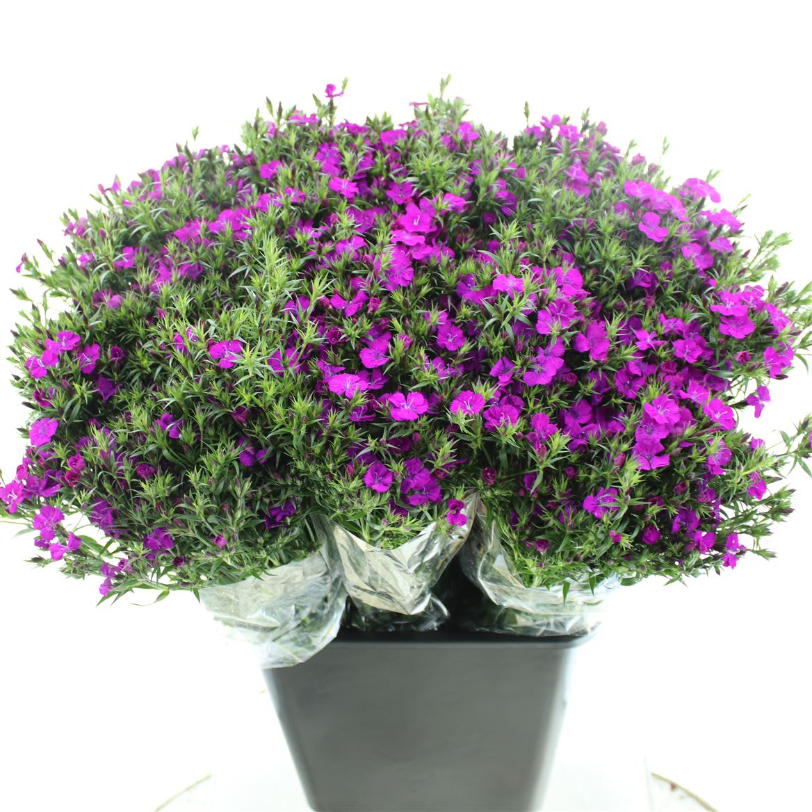 Срезанные цветы оптом Dianthus br amazon neon purple от 150шт из Голландии с доставкой по России