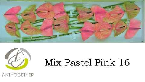 Срезанные цветы оптом Anthurium mix pastel pink от 16шт из Голландии с доставкой по России