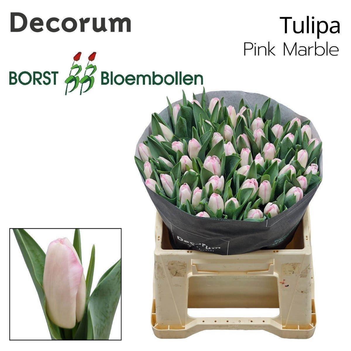 Срезанные цветы оптом Tulipa si pink marble от 50шт из Голландии с доставкой по России