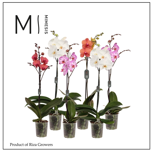 Горшечные цветы и растения оптом Phal 1st Mix 9+ Mimesis (orchid Growers) от 10шт из Голландии с доставкой по России