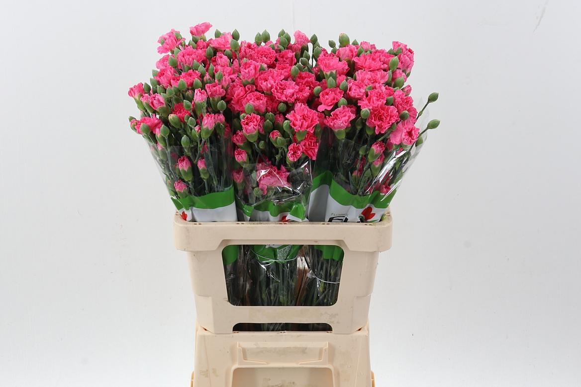 Срезанные цветы оптом Dianthus sp roxanne picotee от 100шт из Голландии с доставкой по России