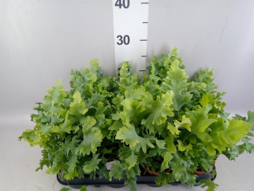 Горшечные цветы и растения оптом Phlebodium Aureum davana от 12шт (для телеги) из Голландии с доставкой по России