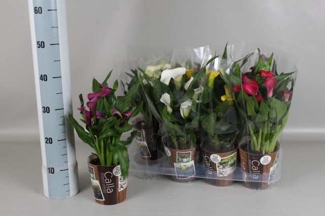 Горшечные цветы и растения оптом Zant Gem 6 Kl от 8шт из Голландии с доставкой по России