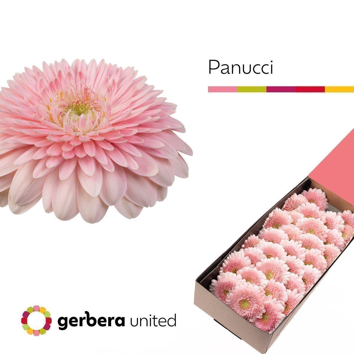 Срезанные цветы оптом Germini gerrondo panucci от 30шт из Голландии с доставкой по России