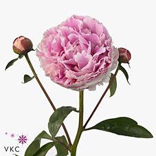 Срезанные цветы оптом Paeonia sarah bernhardt от 20шт из Голландии с доставкой по России