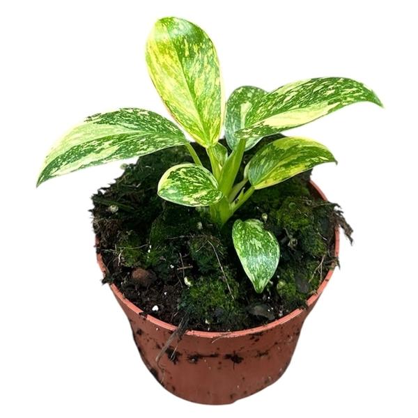 Горшечные цветы и растения оптом Philodendron Green Congo Hybrid от 1шт из Голландии с доставкой по России