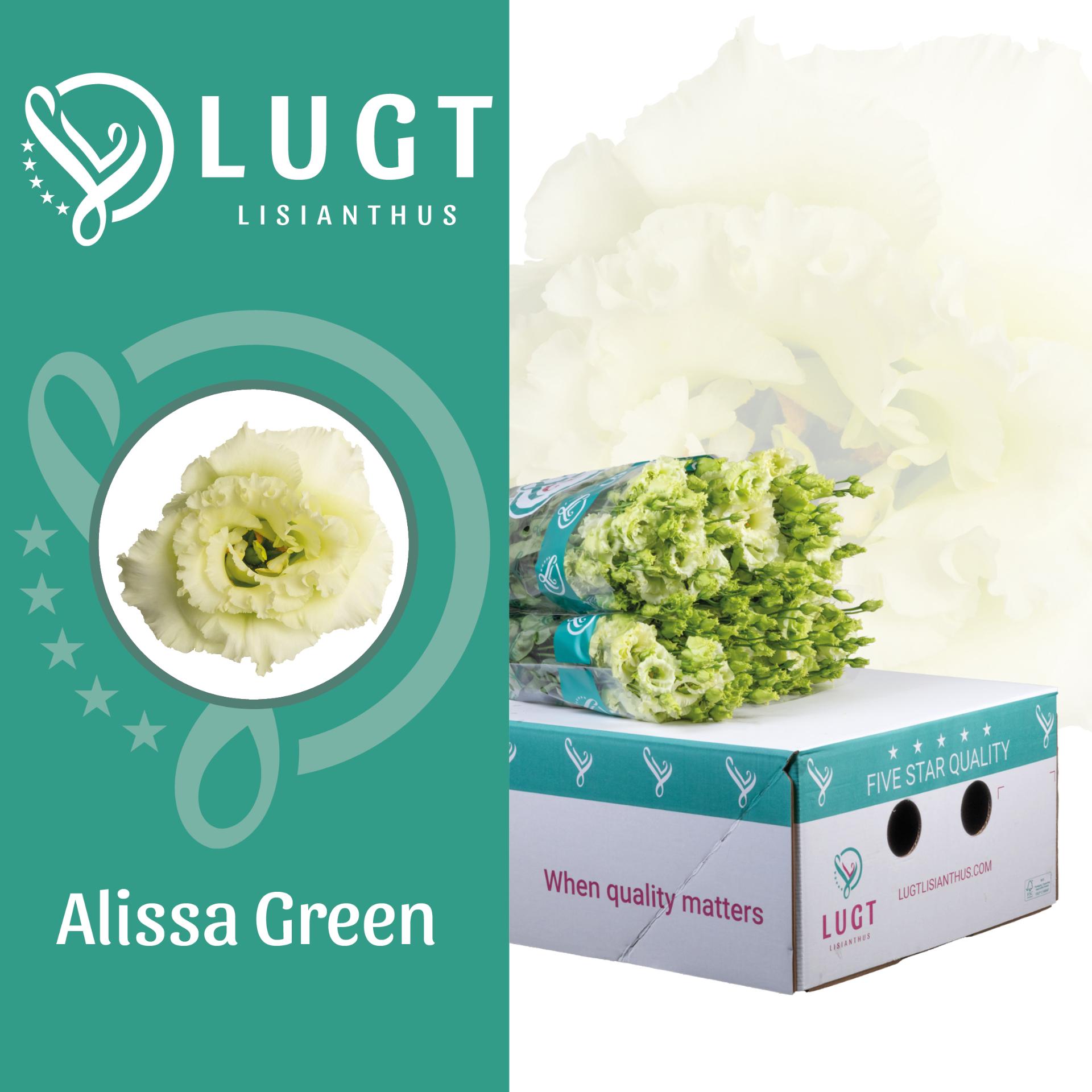 Срезанные цветы оптом Lisianthus do alissa green A от 40шт из Голландии с доставкой по России