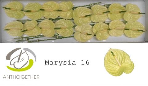 Срезанные цветы оптом Anthurium marysia от 16шт из Голландии с доставкой по России