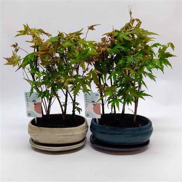 Горшечные цветы и растения оптом Bonsai Acer Palmaatum от 3шт из Голландии с доставкой по России