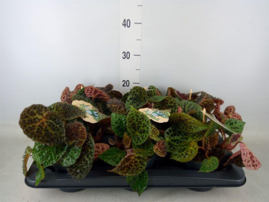 Горшечные цветы и растения оптом Begonia Bd Ferox от 6шт (для телеги) из Голландии с доставкой по России