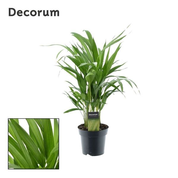 Горшечные цветы и растения оптом Dypsis Lutescens (decorum) от 7шт из Голландии с доставкой по России