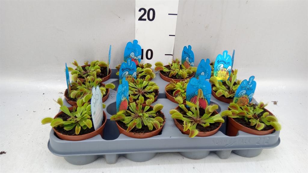 Горшечные цветы и растения оптом Dionaea Muscipula A от 12шт (для телеги) из Голландии с доставкой по России